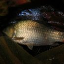 통삼낚시터 이미지