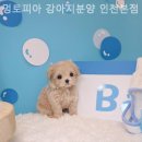 멍토피아 강아지분양 인천 본점 이미지