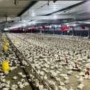 현지네 축산 이미지