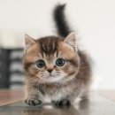 울산 고양이분양 미유펫 이미지