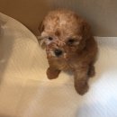 봄사랑 동물병원 이미지