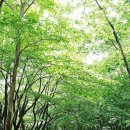 거제자연휴양림 이미지