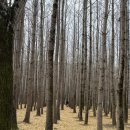 산업대 은행나무길 | 경주 도리마을 은행나무길 후기｜은행잎은 떨어졌지만 늦가을 감성 산책 코스