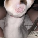 오모모네일