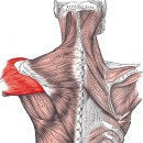 이지휘트니스 이미지