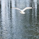 춤추는갈매기 이미지