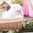 구산동강아지 이미지