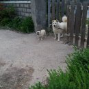 아카시아펜션 이미지