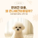 온니애견미용 이미지