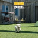 카카몽 애견미용실 | 애견동반부산여행 우리를 구해준 구원자 해운대 콩이랜드 부산 애견카페