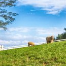 경남목장 이미지