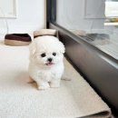 러브독애견카페 이미지