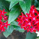 국제꽃식물원 이미지