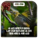표선면 표선리 2954-6 | 제품 리뷰 l 새 사진 촬영가가 말하는 니콘 Z6III 탐조 리뷰 새 사진 촬영 세팅 &amp; 사용 소감