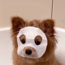 퓨어바이오랩 | 💚1년동안 올리브영에 360만원 쓴 사람의 3월 세일 추천템 - 팩편