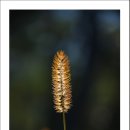 강아지풀 이미지