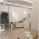 하이멍 애견미용 이미지