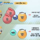 ◎■11월24일★화요일■◎심근경색막는오메가~뇌건강~알츠하이머감소~체지방감소~다이어드효과오메가 이미지