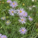 그댄 누구인가 (박민정 시,박이제 곡) 이정미 Soprano 이미지