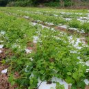 으뜸농장 2 이미지