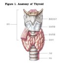 상선과 갑상선 호르몬의 역할 이미지