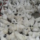 백봉파이프 이미지