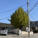 마운틴캠핑장 | 용인 마운틴캠핑장 E존 후기 - 할로윈도 혼자할 수 있는 거였어