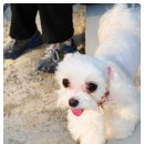 스위트몽 이미지