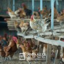 선임농장 경향신문