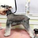 도그앤 제이 이미지