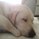 장군만두 이미지