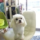 장산동물병원 이미지