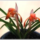 한국춘란 전시회 이미지