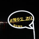 탑켄넬 | 중형견과 제주 여행하기 한일고속 실버클라우드 펫룸 애견동반