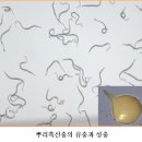 토양선충 방제법3 이미지