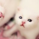 Hello Kitten 이미지