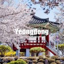 화합의분수 | 4월 꽃구경 명소 충북여행지 영동 벚꽃 만개 용두공원 봄나들이