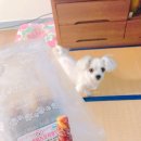 은하수 펫푸드 이미지