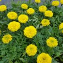 행정사구정모사무소 이미지