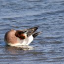 연신오리 이미지