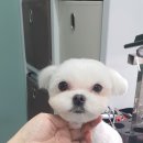 스담멍스 네이버블로그