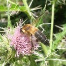 자이언트 꿀벌(Giant Honey Bee, "Apis dorsata" Giant Himalayan honey bee) 거대한 꿀벌(말벌 꿀벌).. 이미지