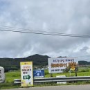 교동면 난정저수지 | 수도권 최대 규모 강화도 교동도 난정 해바라기 정원 축제 실시간 후기