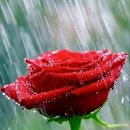 행복한아침 이미지