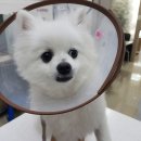 꼬마동물병원 이미지