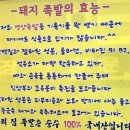 화곡본동시장 | 강서구 족발맛집 화곡본동시장 화곡영양족발 내돈내산 솔직후기