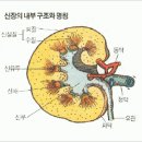 신장에 좋은 약초들(펌) 이미지