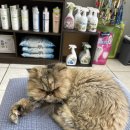 옳치 올치 이미지