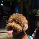 독특하개 이미지