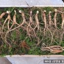 365농장 Daum카페